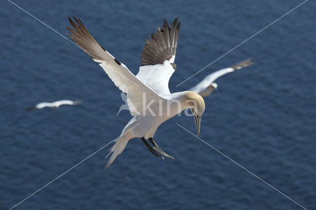 Northern Gannet (Morus bassanus)