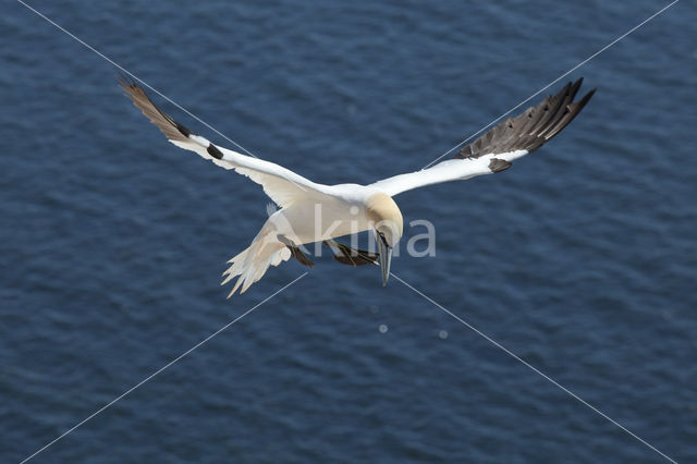 Northern Gannet (Morus bassanus)