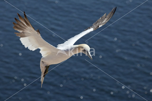 Northern Gannet (Morus bassanus)