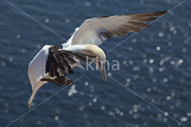 Northern Gannet (Morus bassanus)