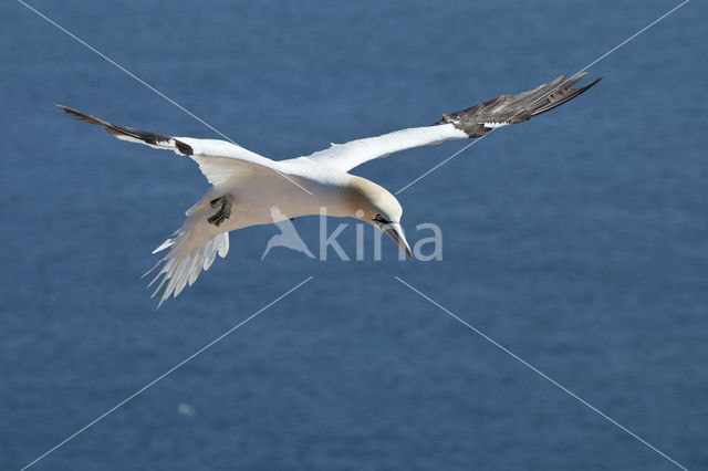 Northern Gannet (Morus bassanus)