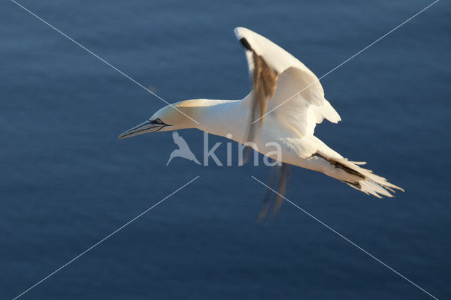 Northern Gannet (Morus bassanus)