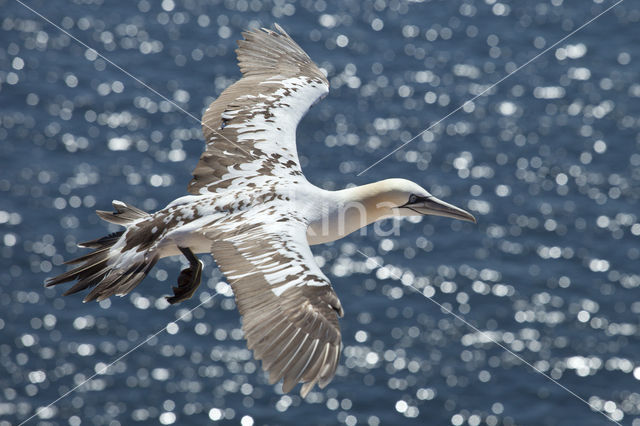 Northern Gannet (Morus bassanus)