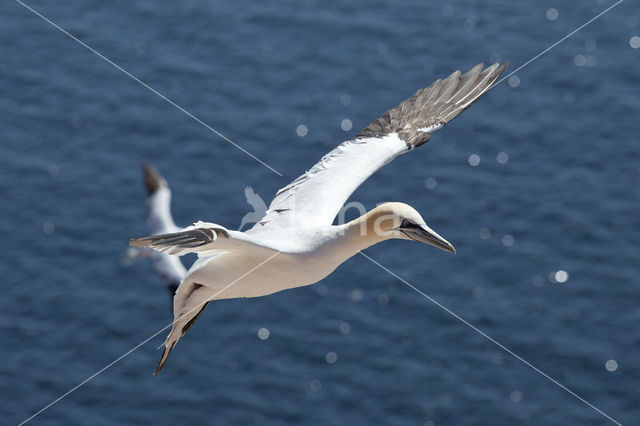 Northern Gannet (Morus bassanus)