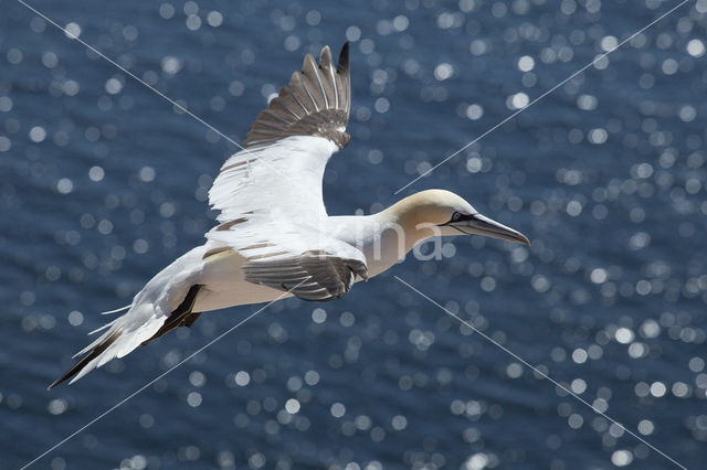 Northern Gannet (Morus bassanus)