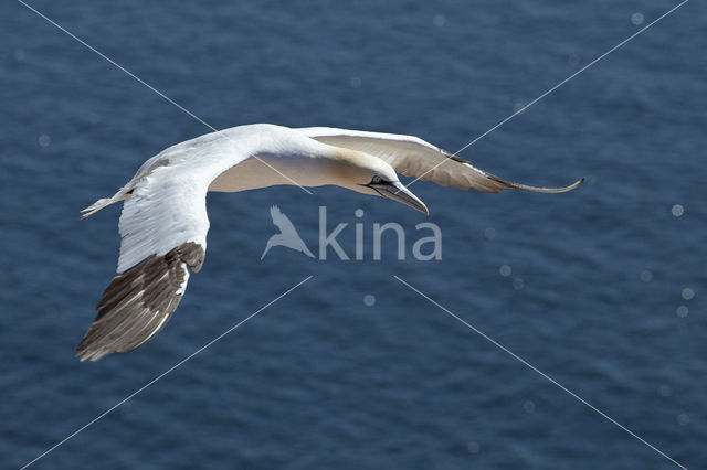 Northern Gannet (Morus bassanus)