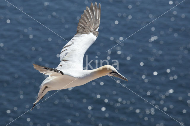 Northern Gannet (Morus bassanus)