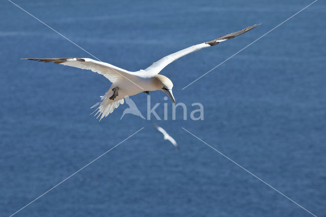 Northern Gannet (Morus bassanus)