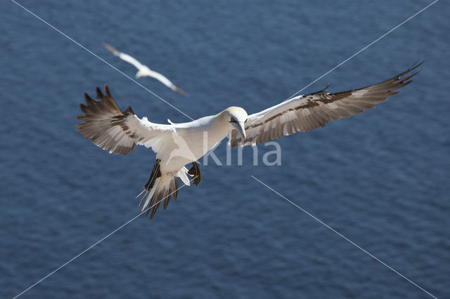 Northern Gannet (Morus bassanus)