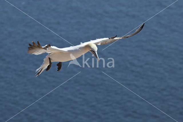 Northern Gannet (Morus bassanus)