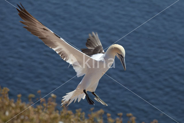 Northern Gannet (Morus bassanus)