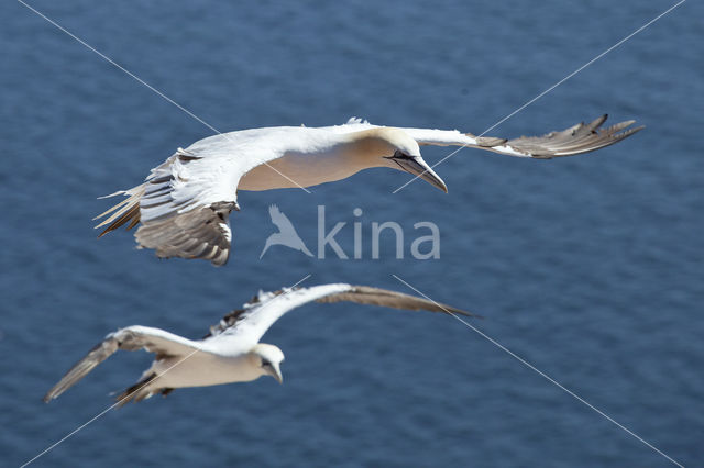 Northern Gannet (Morus bassanus)