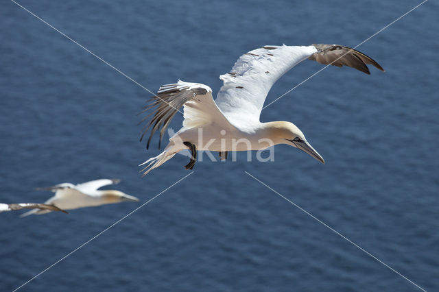 Northern Gannet (Morus bassanus)