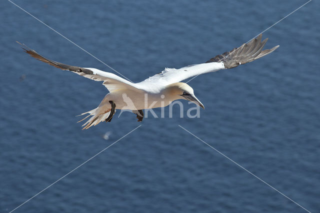 Northern Gannet (Morus bassanus)