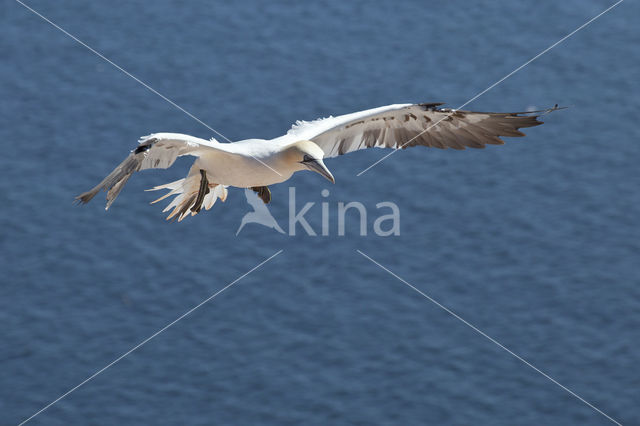 Northern Gannet (Morus bassanus)