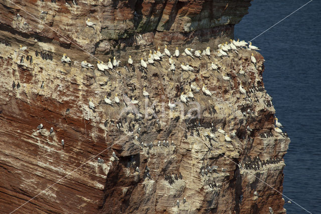 Northern Gannet (Morus bassanus)