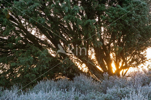 Jeneverbes (Juniperus communis)