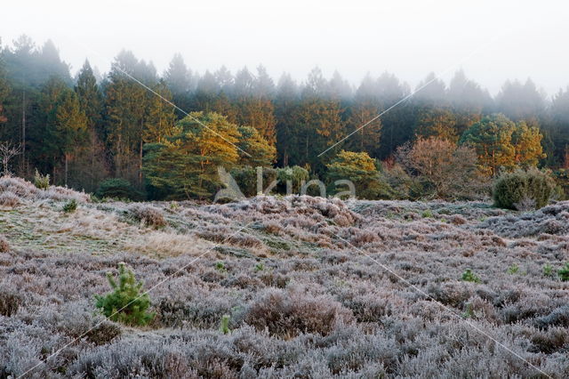 Jeneverbes (Juniperus communis)