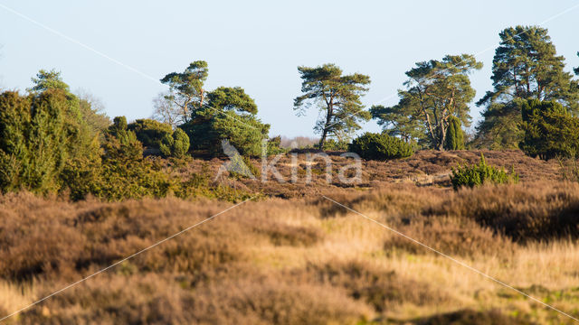 common juniper (Juniperus communis)