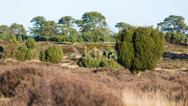 Jeneverbes (Juniperus communis)