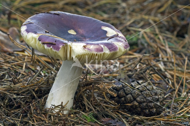 Jodoformrussula (Russula turci)