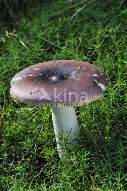 Jodoformrussula (Russula turci)