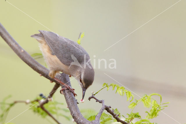 Kaapse Krombek (Sylvietta rufescens)