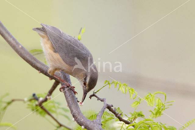 Kaapse Krombek (Sylvietta rufescens)