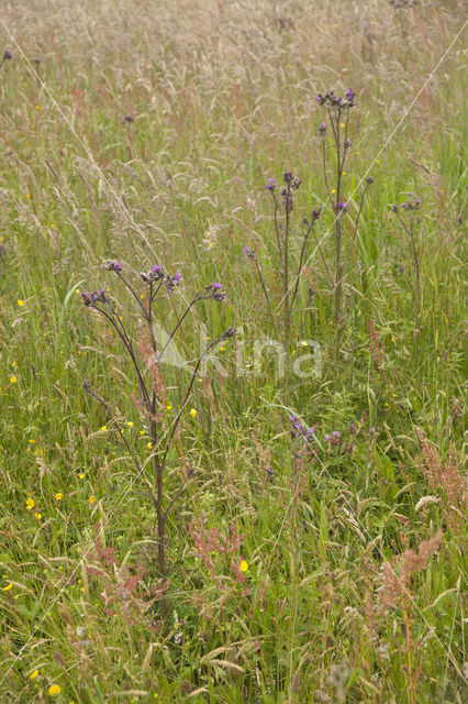 Kale jonker (Cirsium palustre)