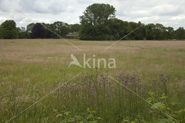 Marsh Thistle (Cirsium palustre)