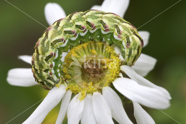Kamillevlinder (Cucullia chamomillae)