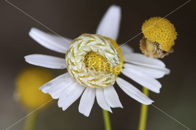 Kamillevlinder (Cucullia chamomillae)