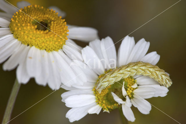 Kamillevlinder (Cucullia chamomillae)