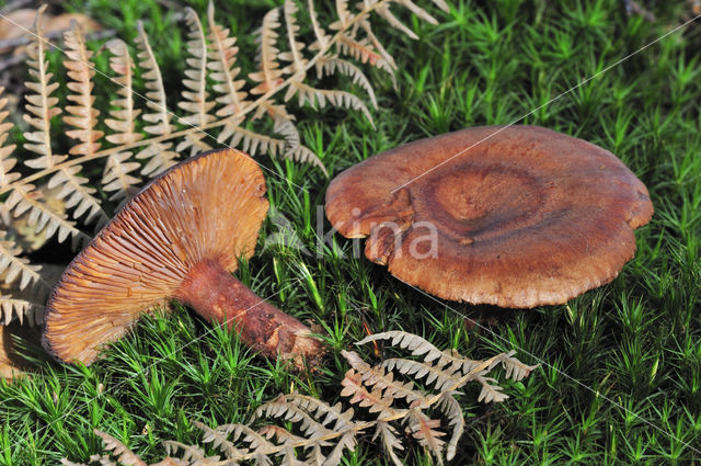 Kaneelkleurige melkzwam (Lactarius quietus)