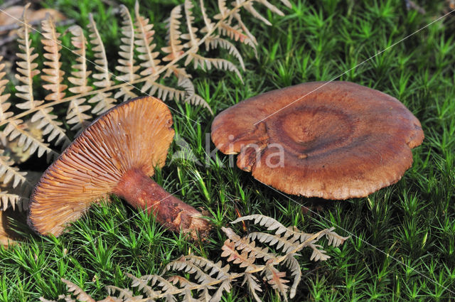 Lactarius quietus