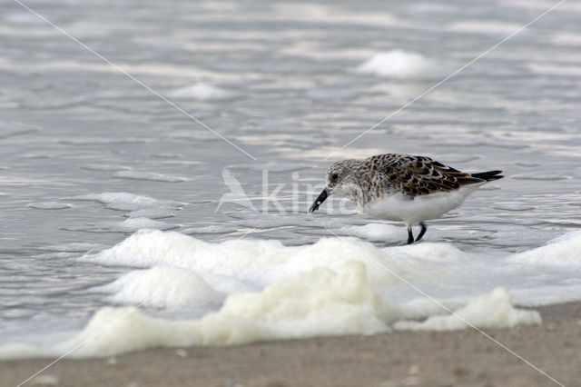 Red Knot (Calidris canutus)