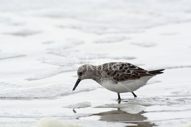 Red Knot (Calidris canutus)