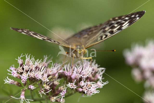 Cardinal (Argynnis pandora)