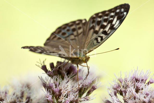 Kardinaalsmantel (Argynnis pandora)