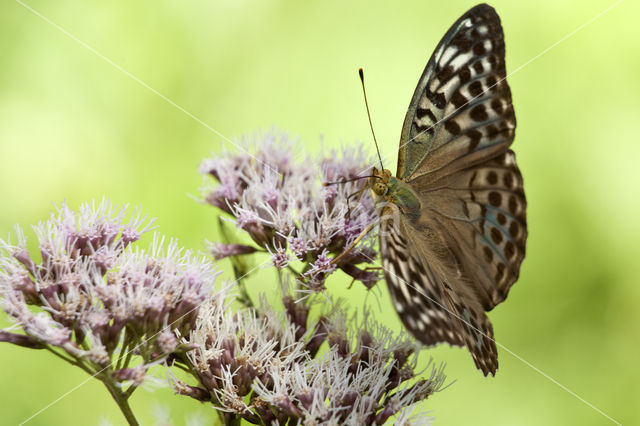 Cardinal (Argynnis pandora)