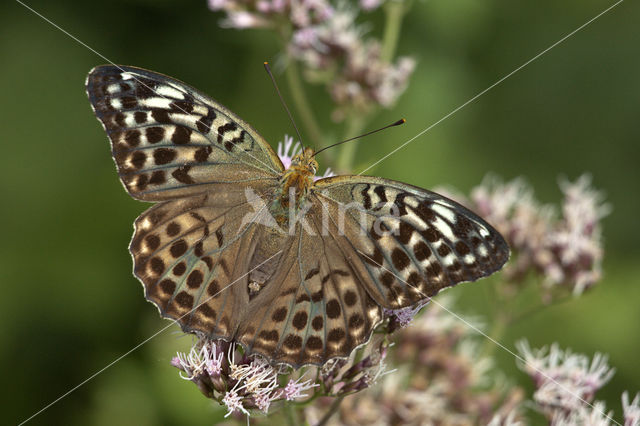 Cardinal (Argynnis pandora)