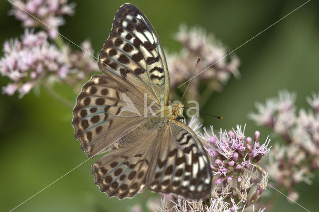 Kardinaalsmantel (Argynnis pandora)