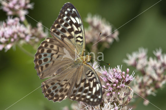 Kardinaalsmantel (Argynnis pandora)