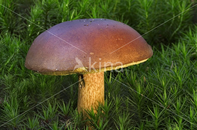 Kastanjeboleet (Boletus badius)