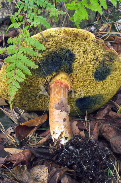 Kastanjeboleet (Boletus badius)