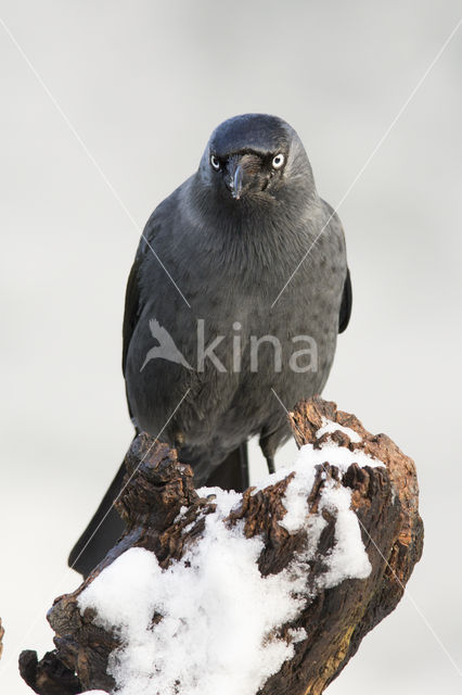 Eurasian Jackdaw (Corvus monedula)