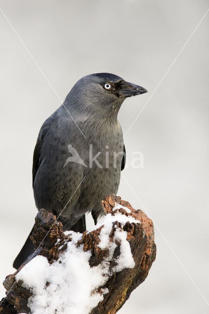 Eurasian Jackdaw (Corvus monedula)