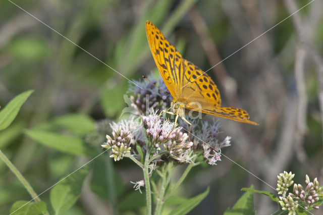 Silver-washed Fritillary (Argynnis paphia)