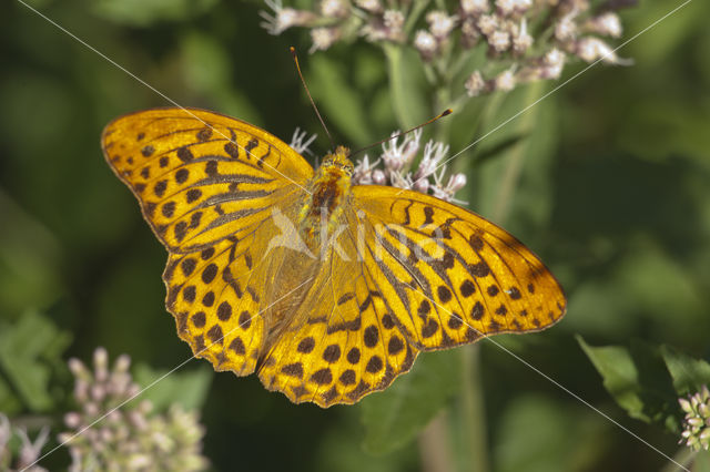 Silver-washed Fritillary (Argynnis paphia)