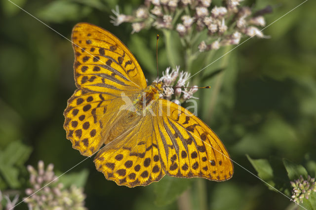 Keizersmantel (Argynnis paphia)